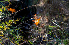 Dangling leaf