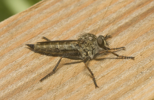 IMG 1226 Robber Fly-2