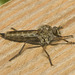 IMG 1226 Robber Fly-2