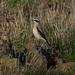 Northern Wheatear