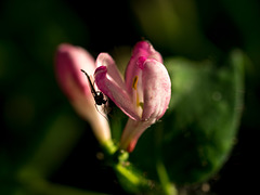 Honeysuckle Gnat