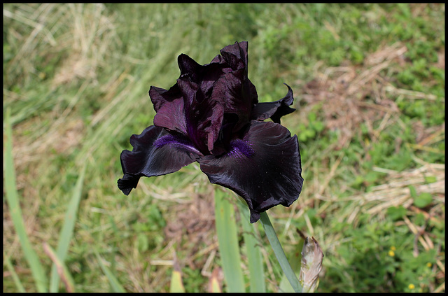 Midnight Oil (1)