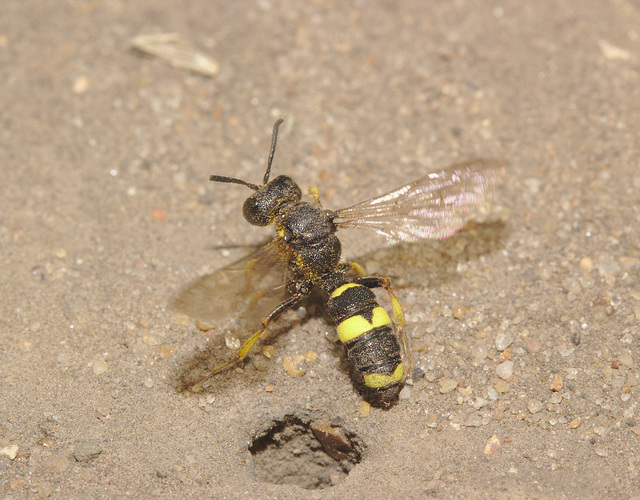 IMG 8448wasp