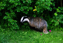 IMG 4978 - Badger in my garden