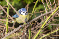 Bluetit trespassing on the Goldcrest's perch