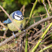 Bluetit trespassing on the Goldcrest's perch