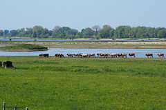 Cows in a hurry