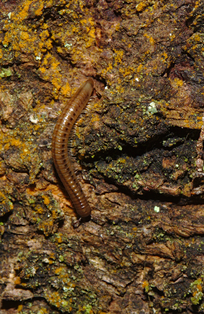 Millipede IMG_1020