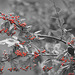 Lost Colour Berries 01