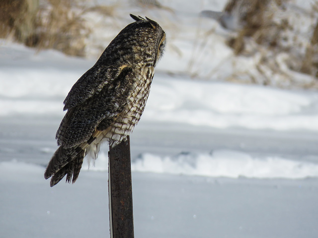 Long-eared Owl