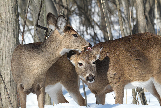 affection affection