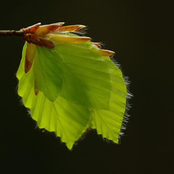Fagus silvatica
