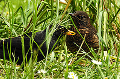 20200526 7730CPw [D~LIP] Amsel [m + JV], Bad Salzuflen