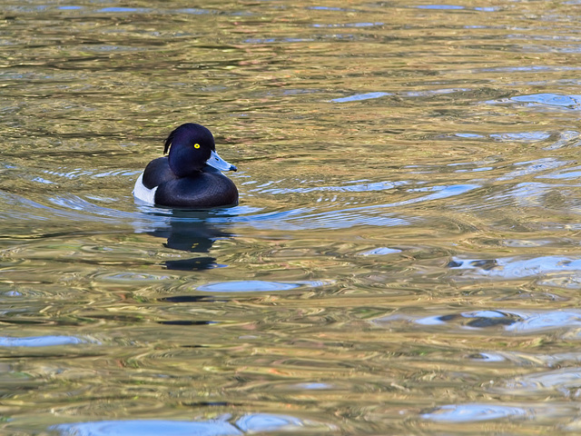 Tufted Duck