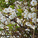 The white flowering cherry - gorgeous
