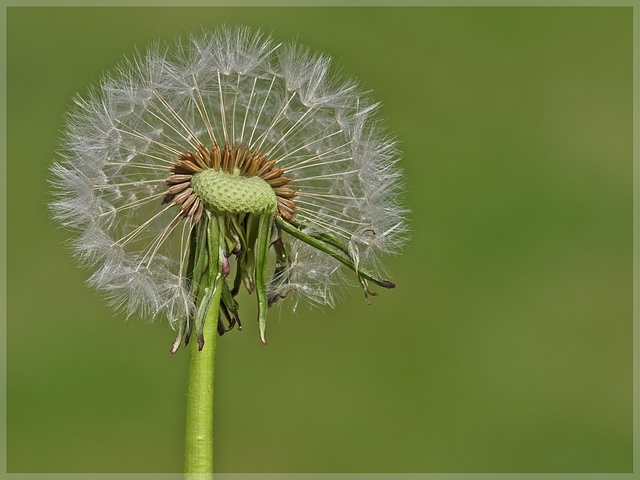 Dandelion Seed Head