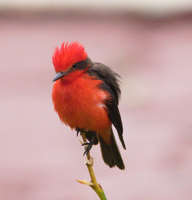 EF7A6337 Vermillion Flycatcher