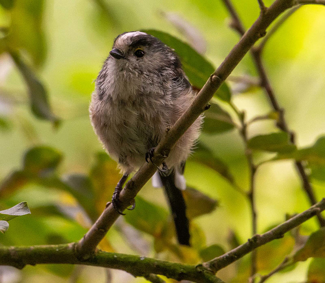 Long tailed tit