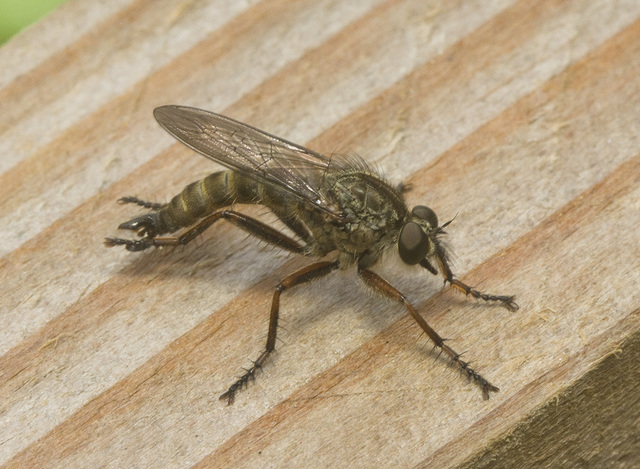 IMG 1238 Robber fly-1