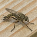 IMG 1238 Robber fly-1