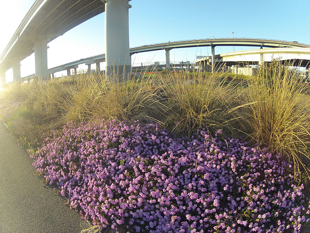 Alexander Zuckermann Bicycle-Pedestrian Path (0114)