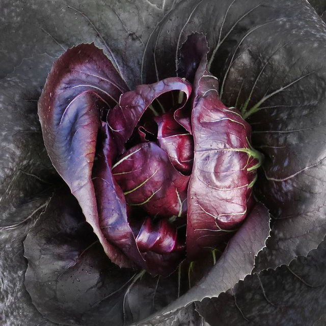 Radicchio! Radicchio!