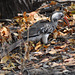 Ruĝbeka Toko. Okavango - Delto