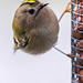 Goldcrest