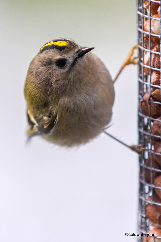 Goldcrest
