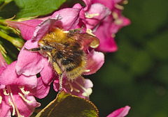 Bumblebee IMG_1023