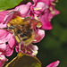 Bumblebee IMG_1023
