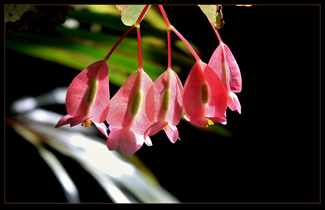 Begonia maculata