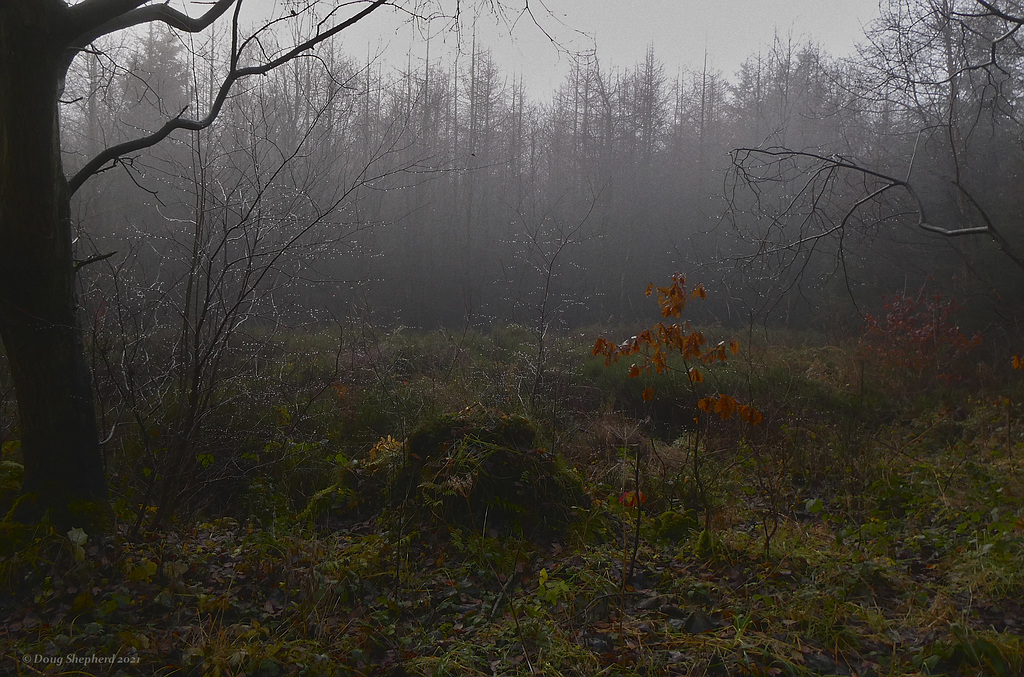 Foggy Forest