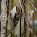 Tree creeper