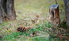 Stillleben am Naturboden :))  Still life on the natural ground :)) Nature morte sur le terrain naturel :))