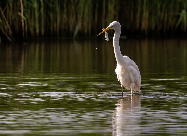 Great white egret