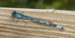 IMG 1240 Damselfly