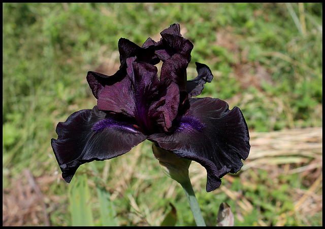 Midnight Oil (2)