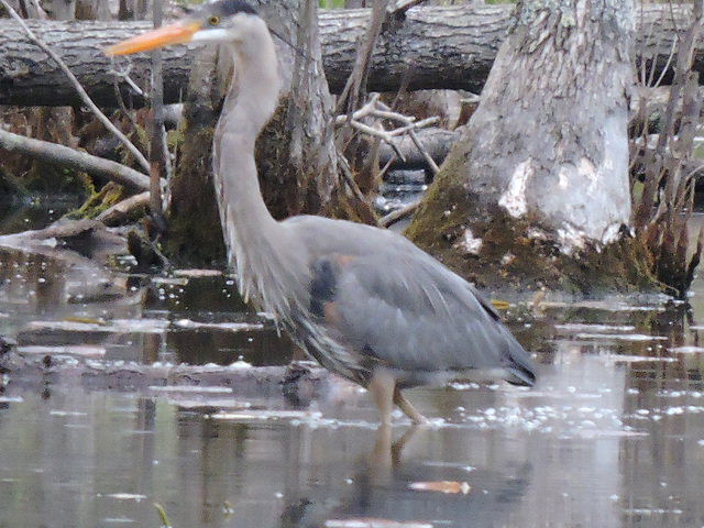 GBH Sapsucker NotDad