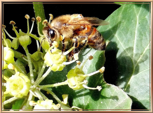 Bee in Ivy. ©UdoSm
