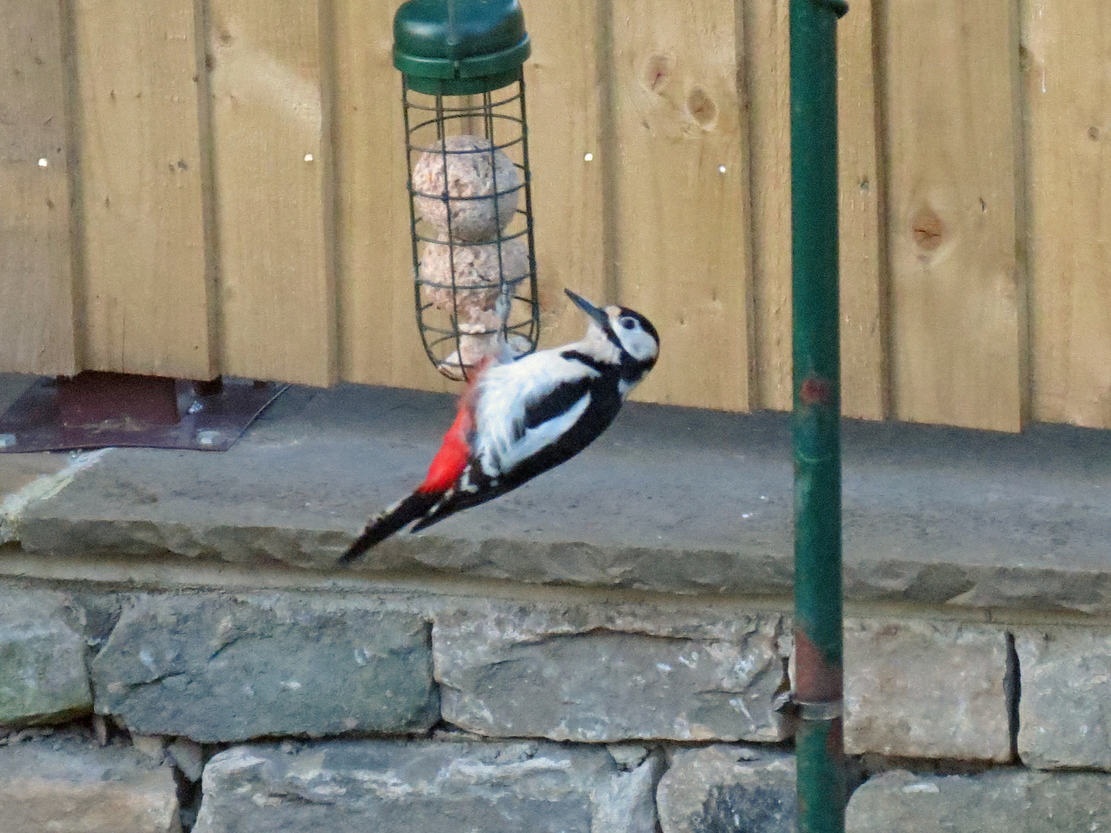 Great Spotted Woodpecker