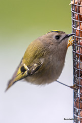 Goldcrest