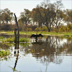 Anhinga rufa.