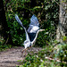 Take off, the heron decided not to stay.