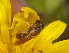 Bee IMG_0018
