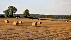 Early Evening Sun on the Bales