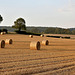 Early Evening Sun on the Bales