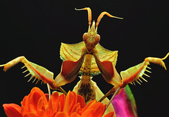 Mante religieuse - Praying Mantis
