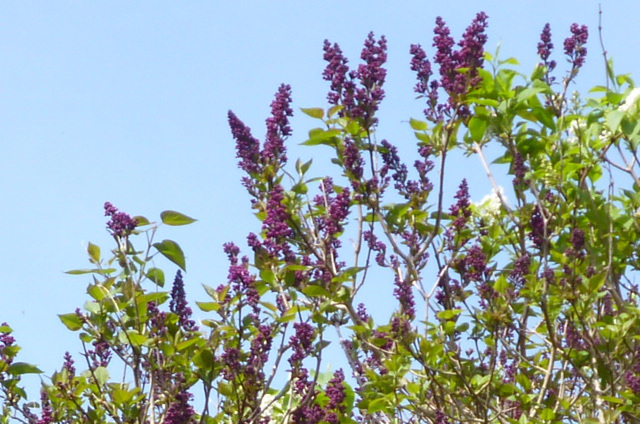 Some of the dark purple lilacs