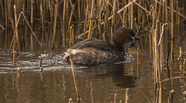 Little grebe